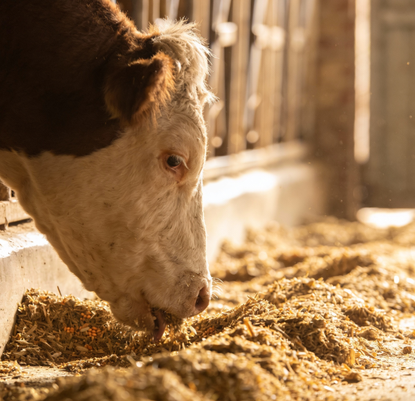 Animal Feed